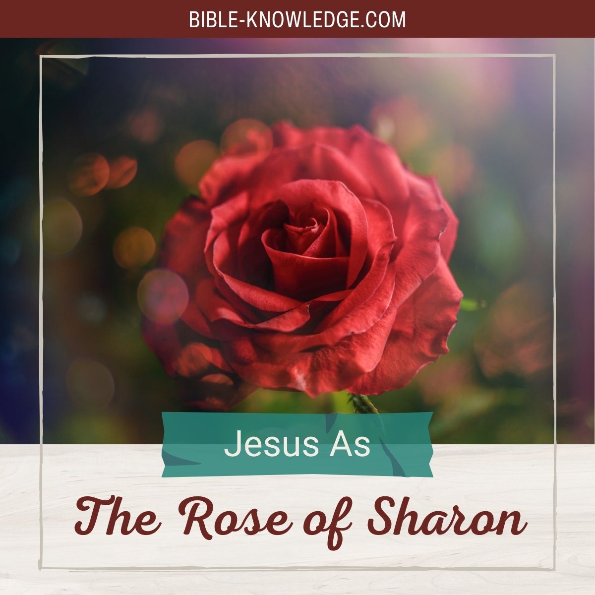 Sacred Roses: The Spiritual Symbolism of Roses